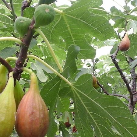 Apartman Laurus Malinska Dış mekan fotoğraf